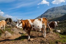 Cows On The Alpine Meadows Stock Photo