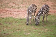 Two Zebras Royalty Free Stock Photography
