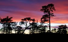 Pines In The Sunset Royalty Free Stock Photos Pines In The Sunset Royalty Free Stock Photos
