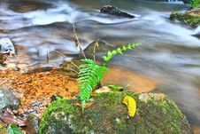 Tree And Moss On Stone In Stream Stock Photo Tree And Moss On Stone In Stream Stock Photo
