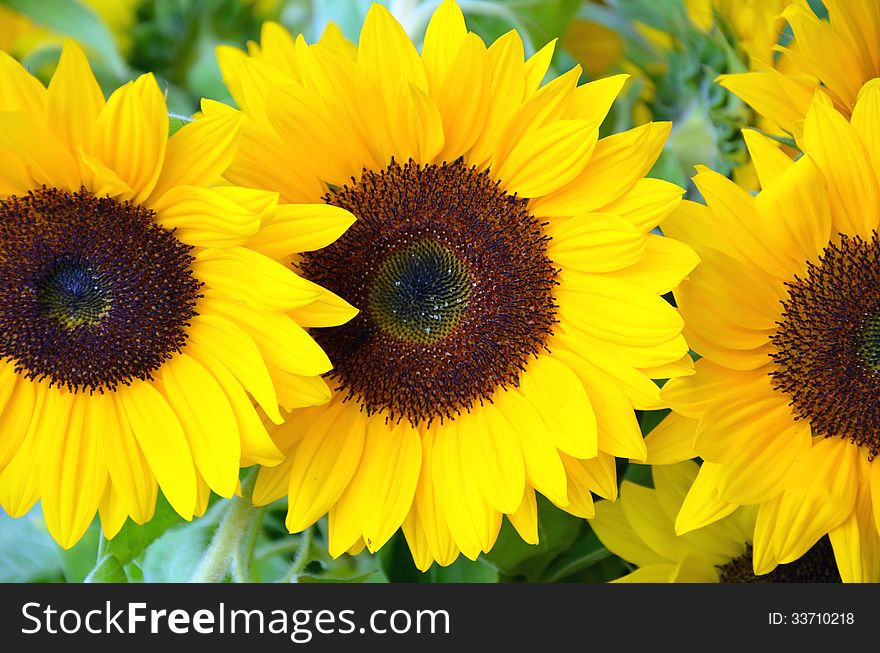 Three beautiful yellow sunflowers in summer garden