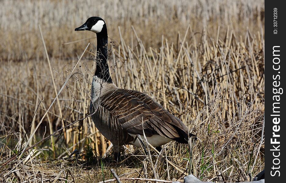 Standing Canadian goose in marsh