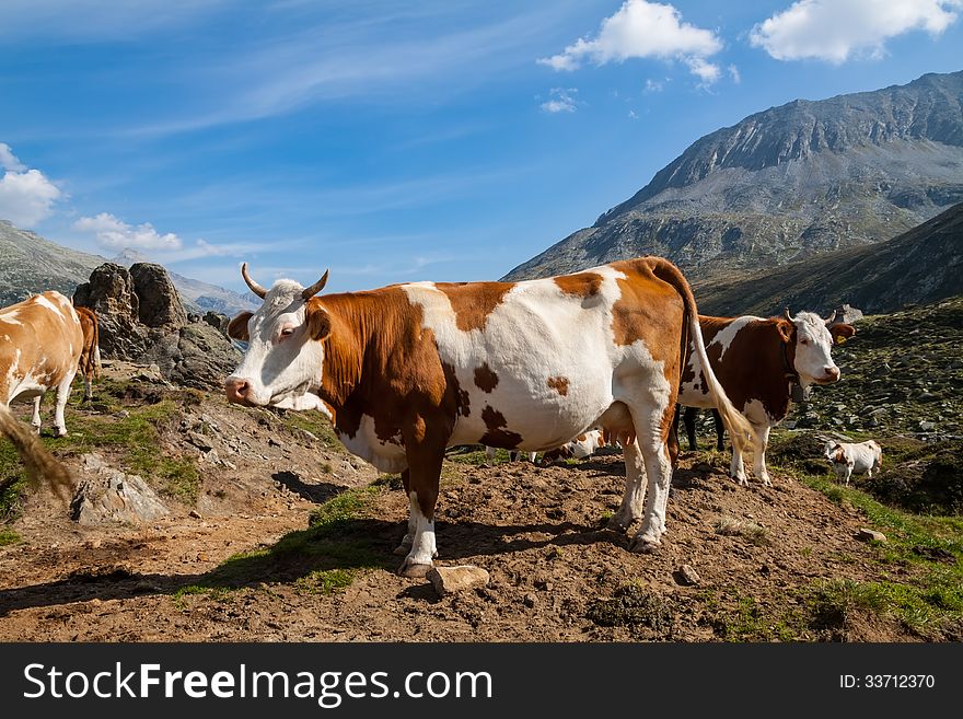 Cows on the Alpine meadows