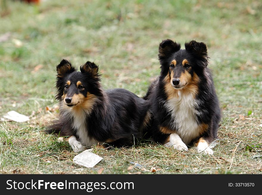 Two sheltie dogs are careful in grass