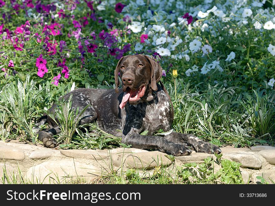 German shorthaired pointer sits in grass. German shorthaired pointer sits in grass