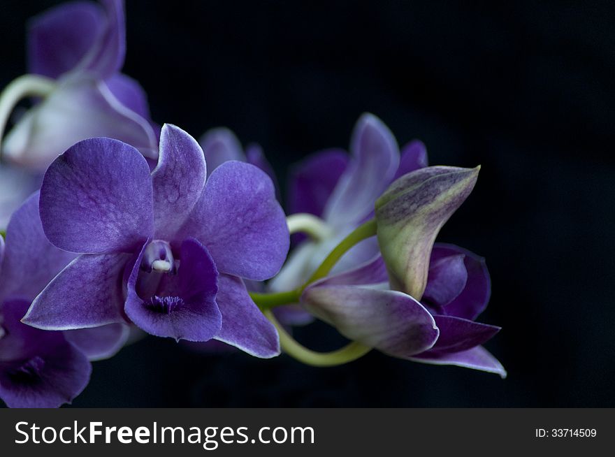 Blossoming orchid phalaenopsis, isolated on Black background