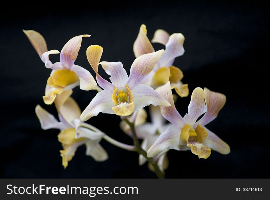 Blossoming orchid phalaenopsis, isolated on Black background