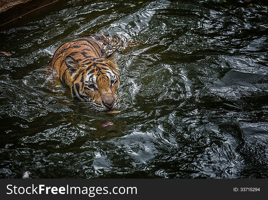 Tiger in pool