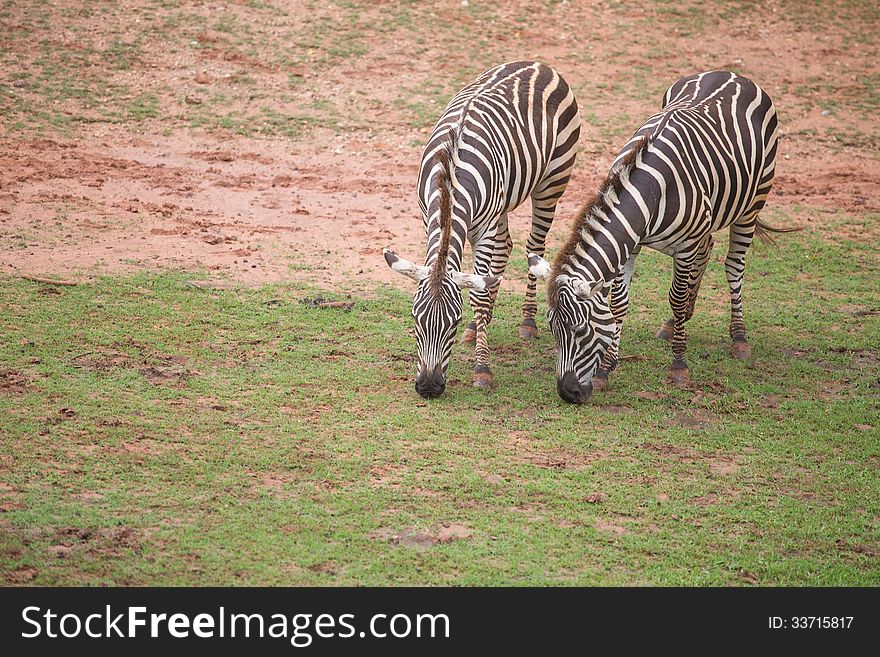 Two Zebras in the green field