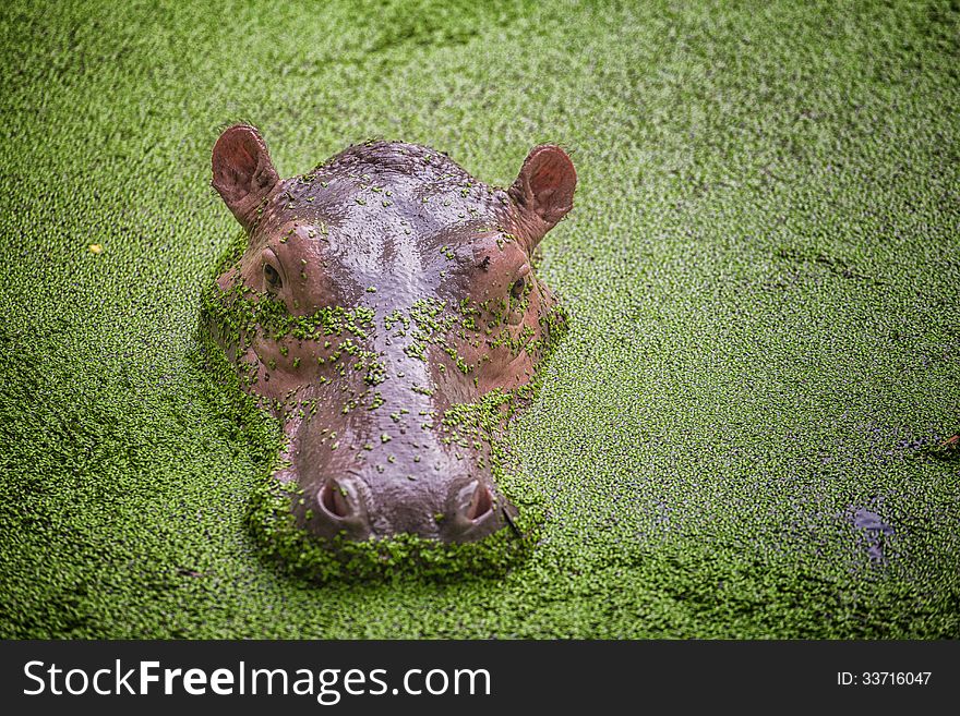 Hippo in the green water