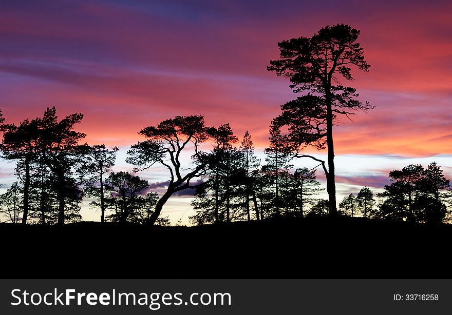 Pine silhouettes against the sky at sunset. Pine silhouettes against the sky at sunset
