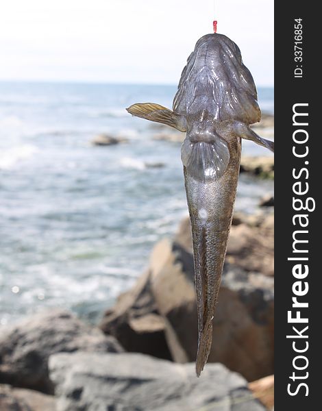 Fish caught in fishing rod. Gobiidae family, which includes gobius niger, is distinguished by abdominal fins along the length overgrown their rounded heads and puffy cheeks. Fish caught in fishing rod. Gobiidae family, which includes gobius niger, is distinguished by abdominal fins along the length overgrown their rounded heads and puffy cheeks.