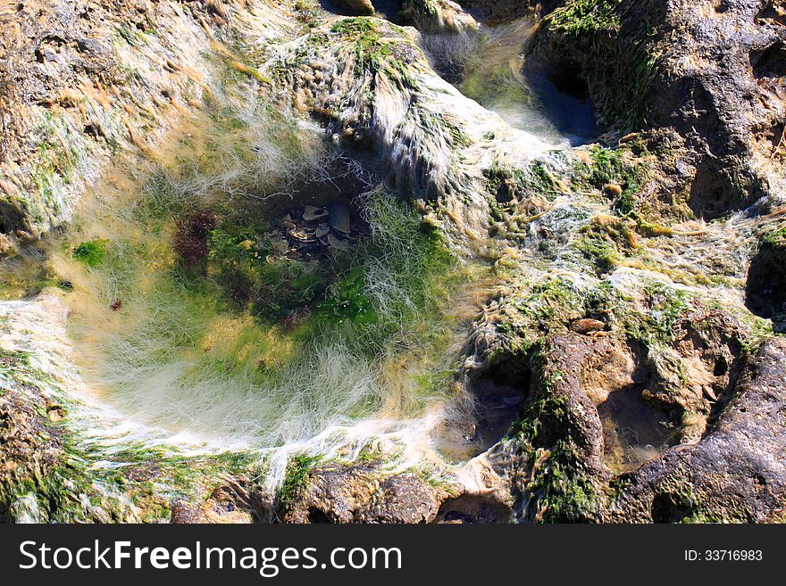 Algae on the seaside in black sea