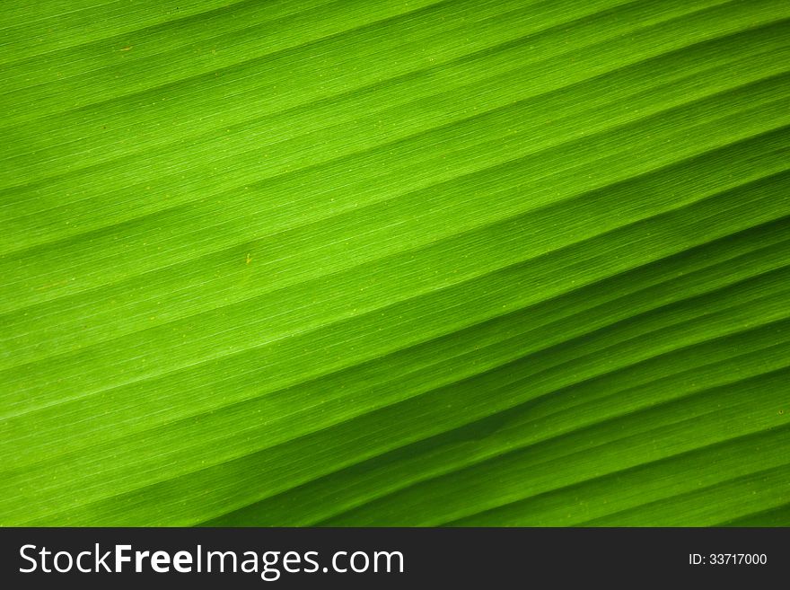 Green banana leaf horizontal texture transparent background