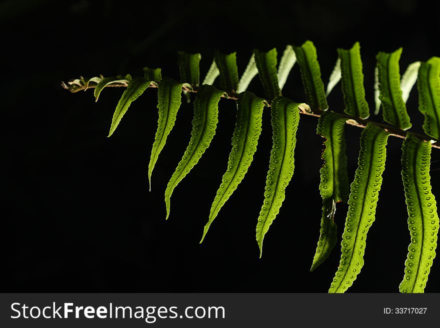 Fern branch in black background