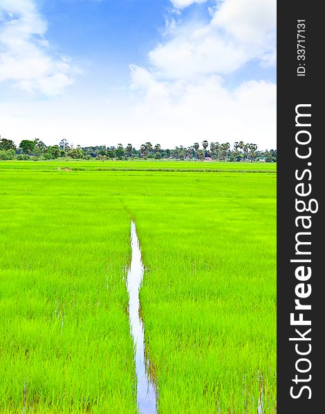 Rice field with the blue sky in Thailand