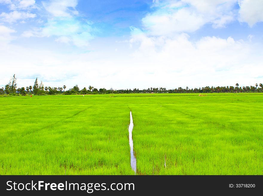 Rice field with the blue sky in Thailand