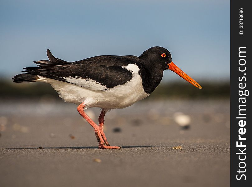 Oystercatcher on the beach looking for food