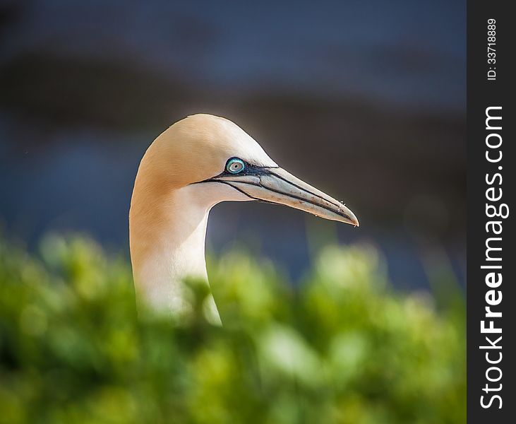 Northern Gannet at the nesting colony on a reef