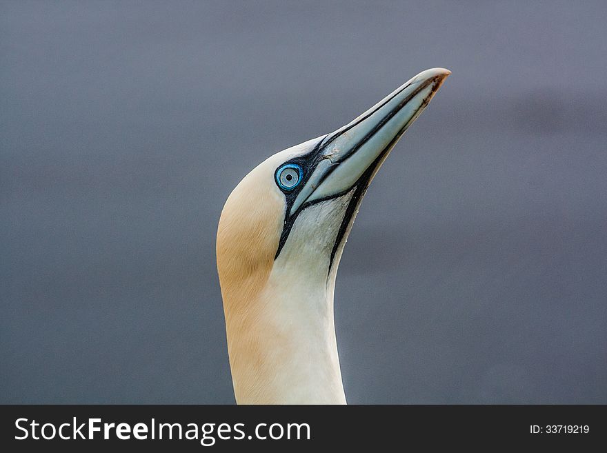 Northern Gannet at the nesting colony on a reef