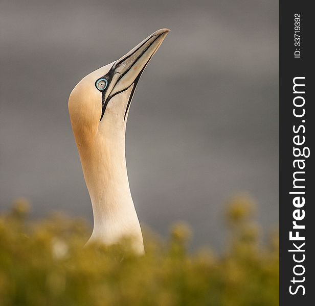 Northern Gannet at the nesting colony on a reef