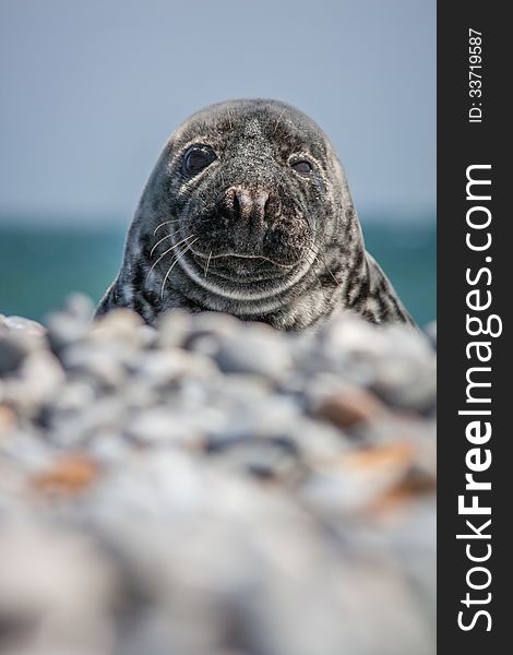 Seal lying on the beach