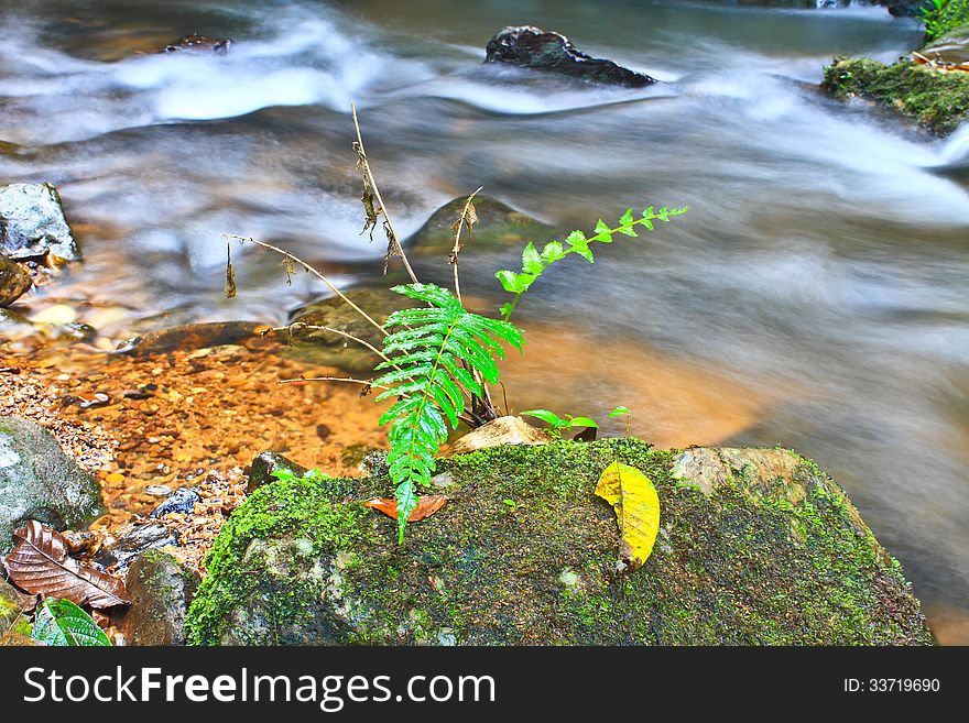 Tree and moss on stone in stream
