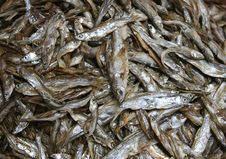 Fresh Fish From The Mekong River In Asia Royalty Free Stock Images Fresh Fish From The Mekong River In Asia Royalty Free Stock Images