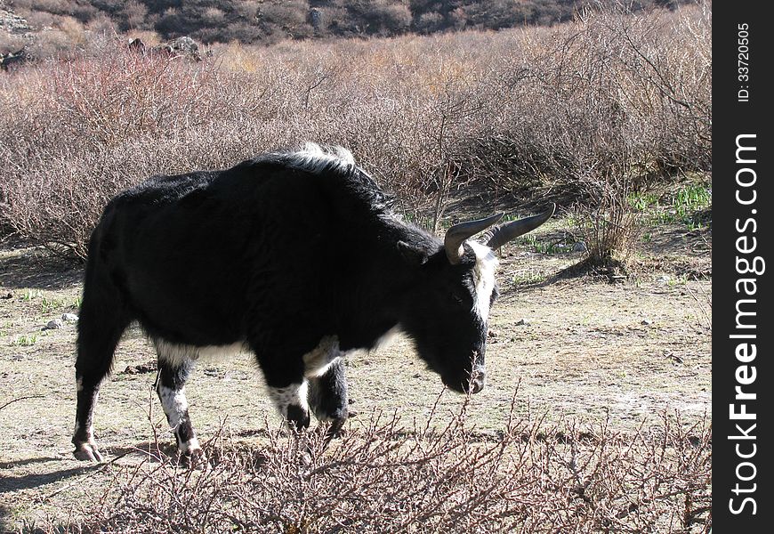 Yak being grazed in mountains in the morning. Yak being grazed in mountains in the morning