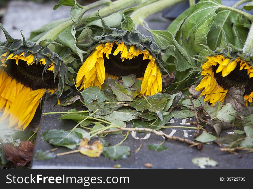 Sunflowers mourning on a grave. Sunflowers mourning on a grave