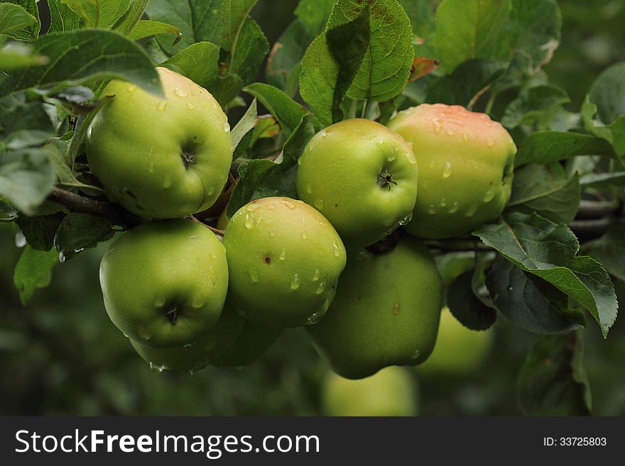 A bunch of apples on the tree