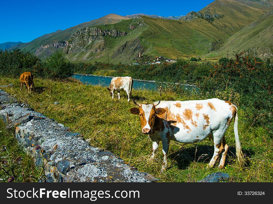 Three cows in caucasus Mountains near Kazbek, Georgia