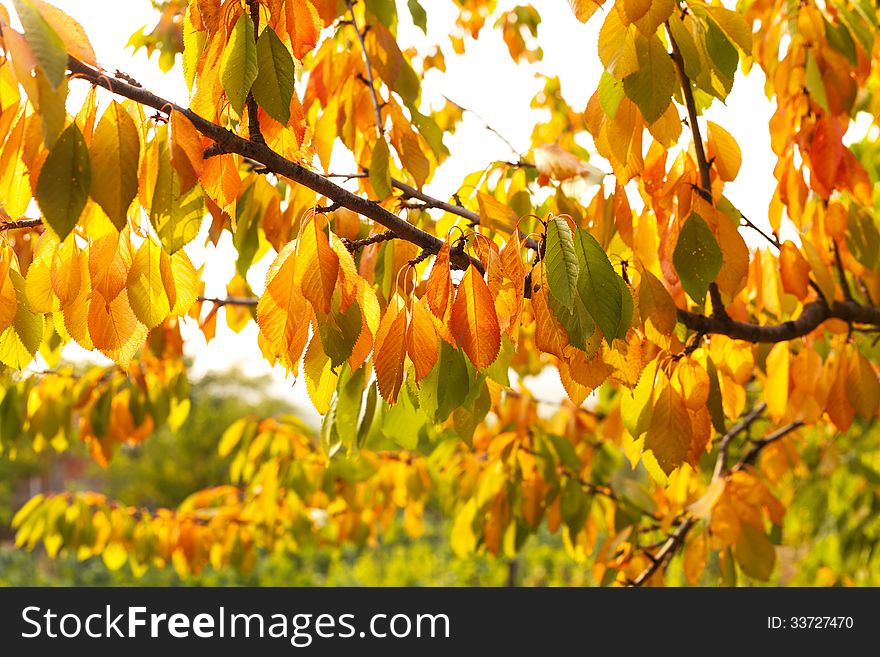 Autumn leaves-beauty of nature