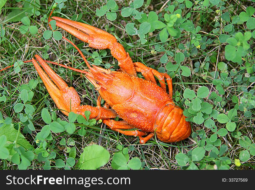 Summer lanscape with red boiled crawfish on green grass. Summer lanscape with red boiled crawfish on green grass