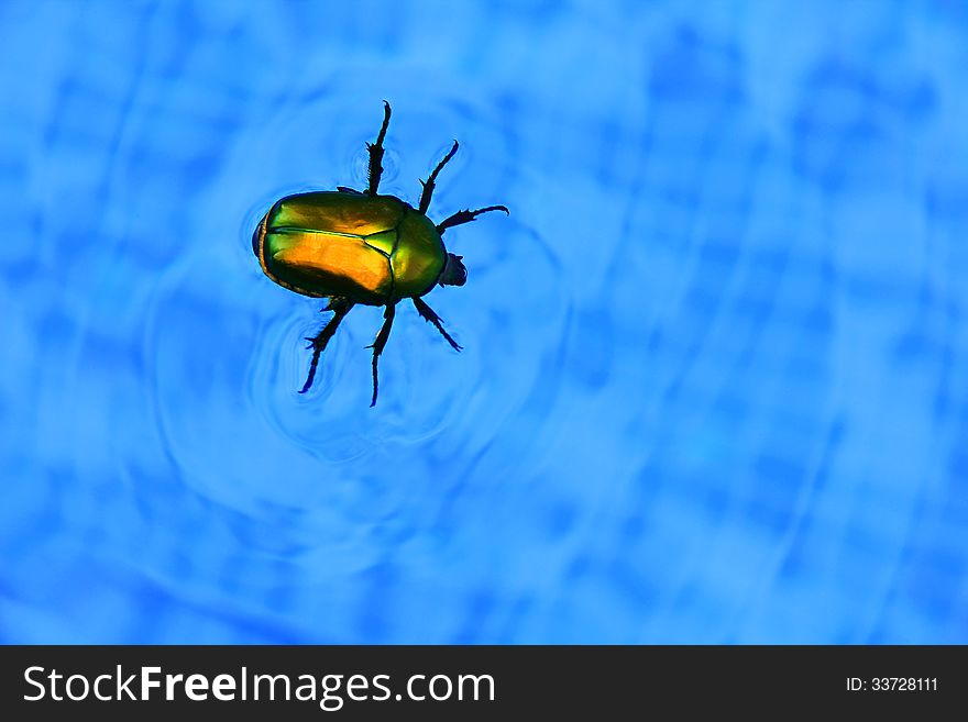 Cockchafer floating in swimming pool