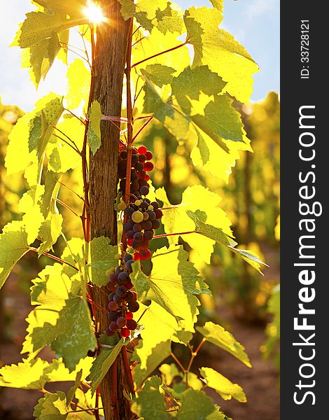 Ripe grapes and sunny vineyard