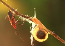 Snail And Insect Stock Images Snail And Insect Stock Images