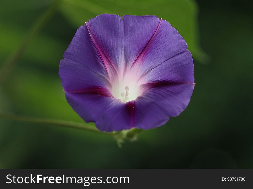 Violet purple morning glory flower on vine. Violet purple morning glory flower on vine.