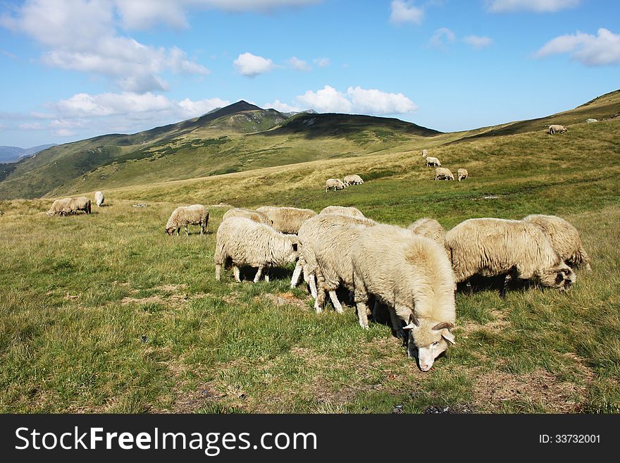 Herd of sheep in the mountain during the summer. Herd of sheep in the mountain during the summer