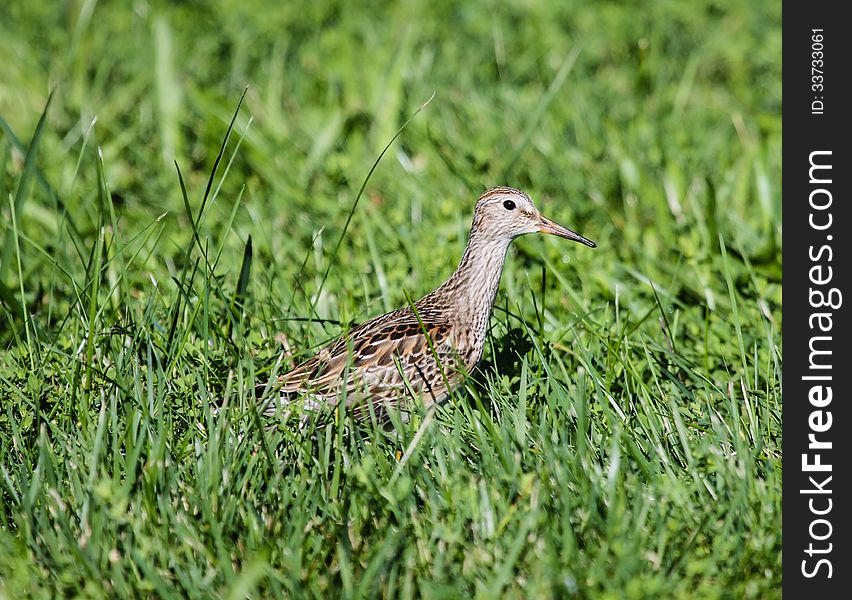 Pectoral Sandpiper Calidris melanotos