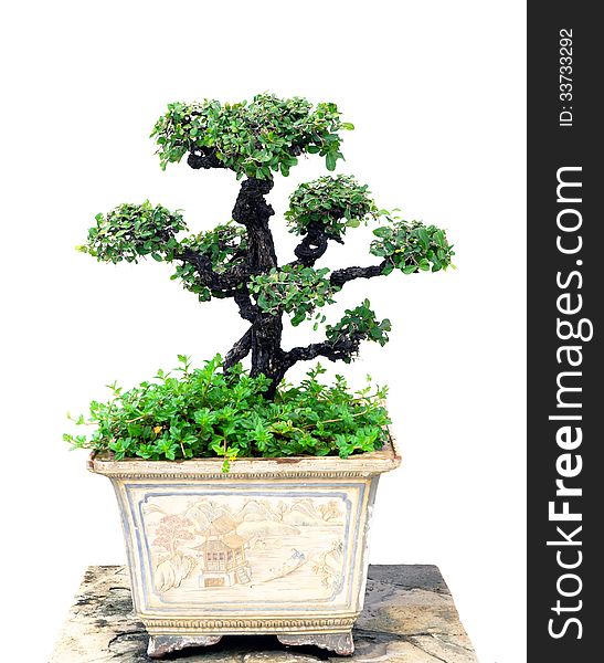 Bonsai tree with a white background