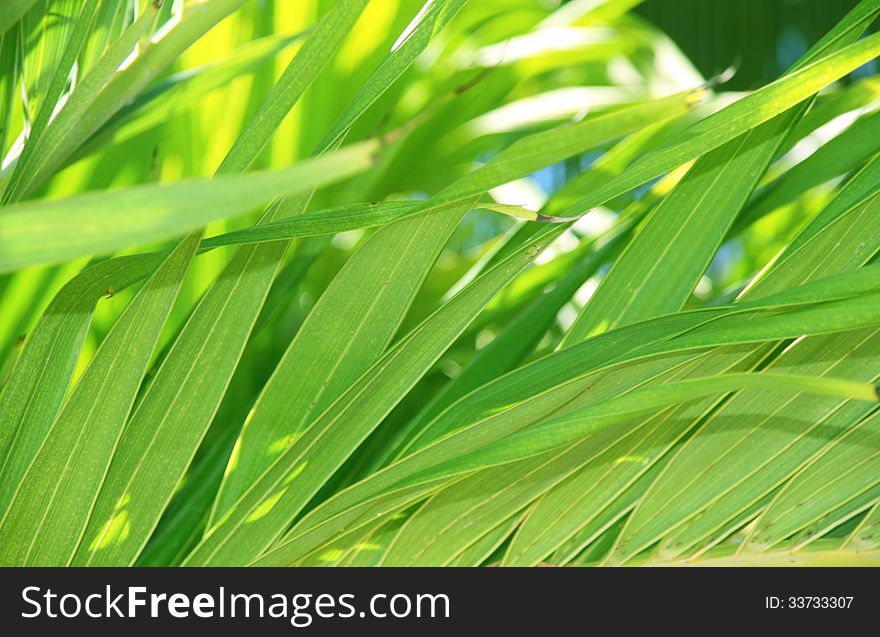 Tropical Leaves Background