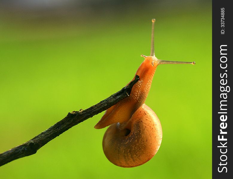 Snail at the end of twigs