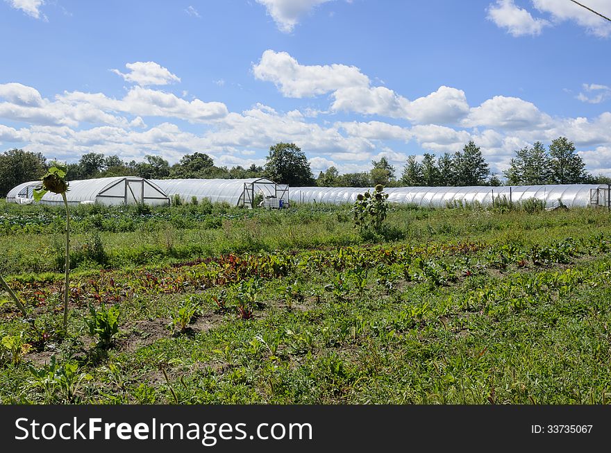 Greenhouses on organic farm under blue sky