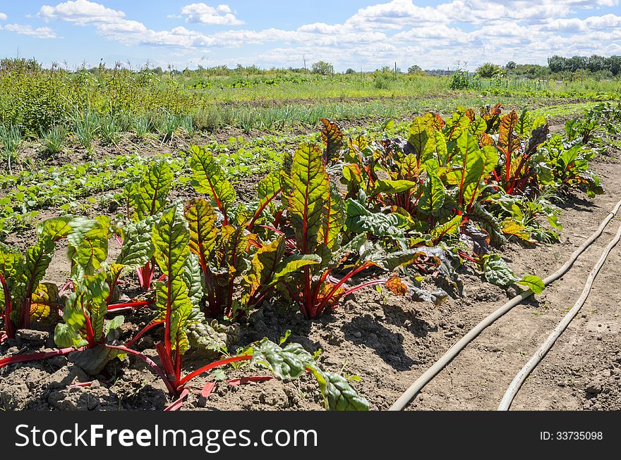Field of vegetables on organic farm