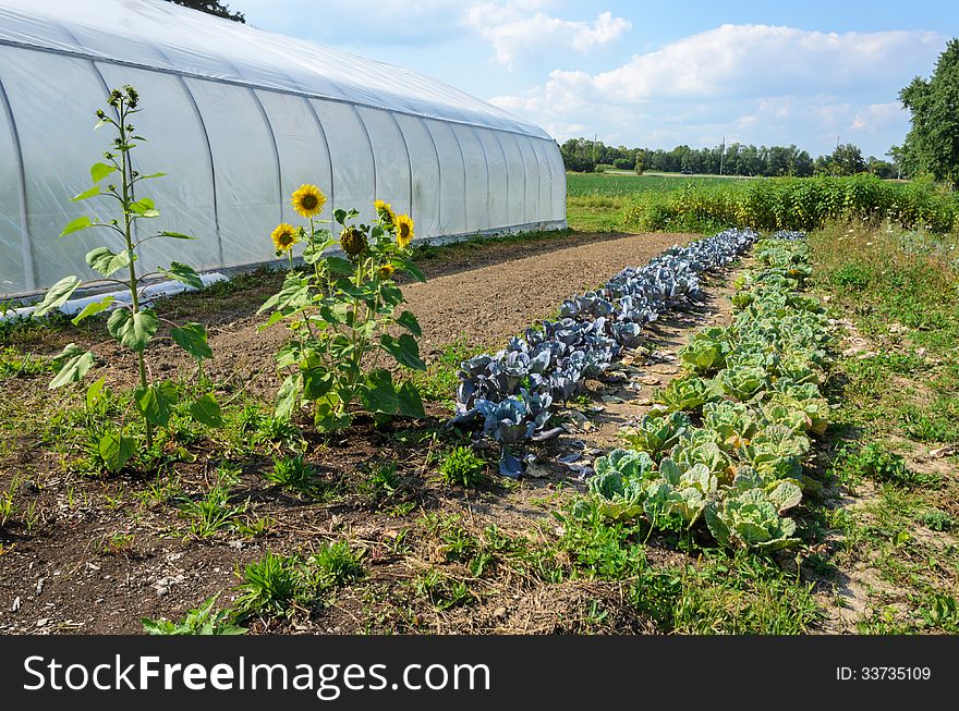 Greenhouse on organic farm with sunflowers