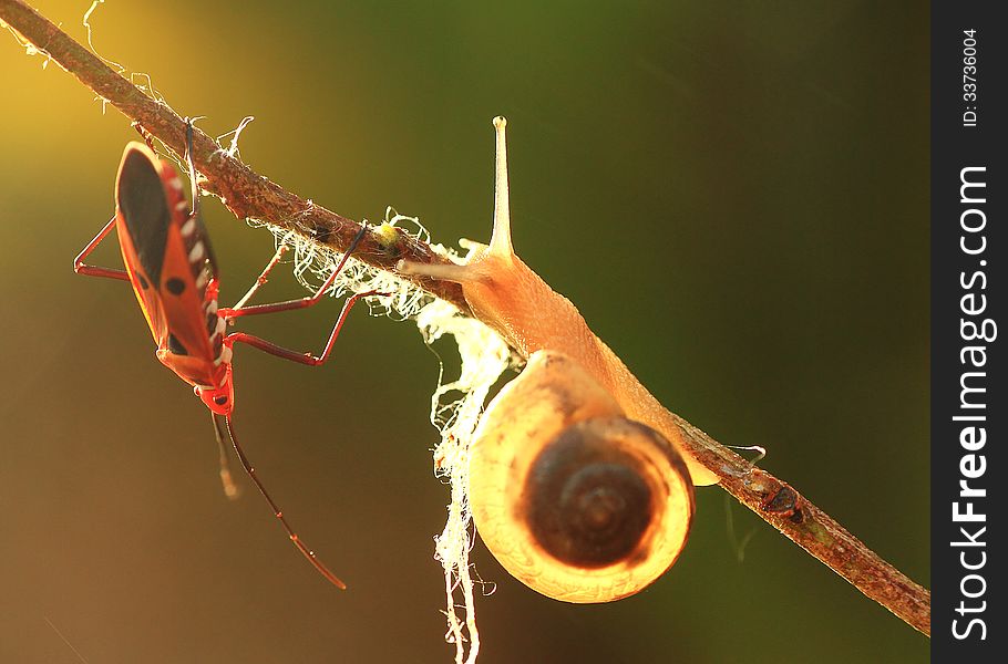 The snail and insect on the twig enjoying the sunrise.