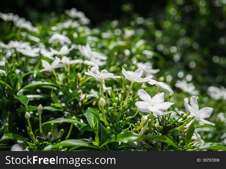 Gerdenia Crape Jasmine, white flowers are expand under sunlight