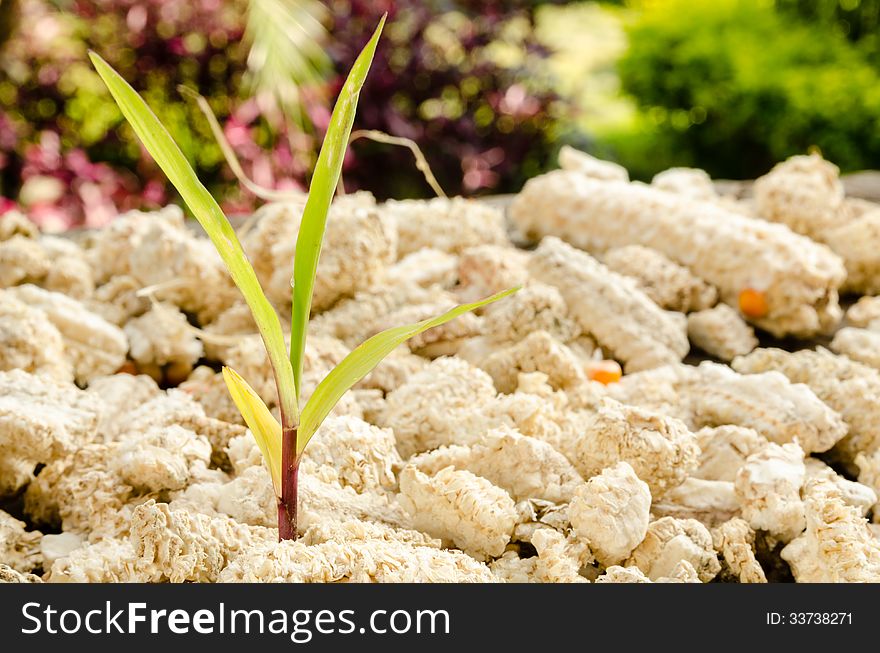 Corn plant grow on cob