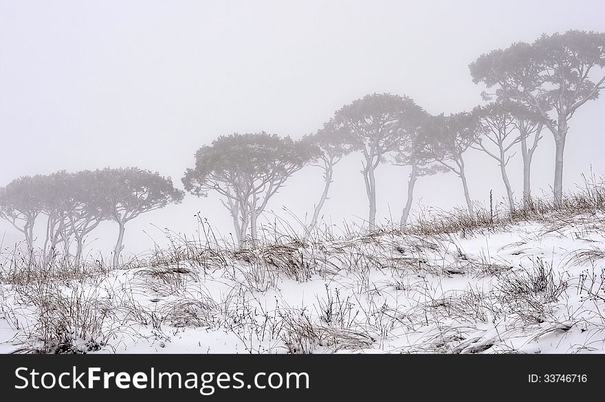 Pine trees within a snowy landscape. Pine trees within a snowy landscape